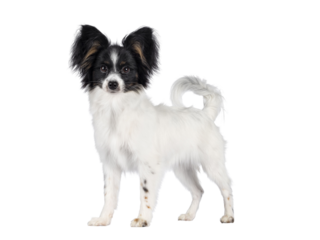 Excellent white black and tan Epagneul Nain Papillon dog puppy, standing side ways looking towards camera. isolated cutout on transparent background.