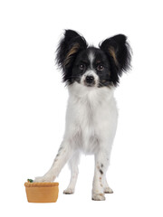 Excellent white black and tan Epagneul Nain Papillon dog puppy, standing facing front. One paw on toy. Looking towards camera. isolated cutout on transparent background..