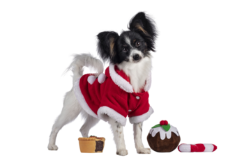 Excellent white black and tan Epagneul Nain Papillon dog puppy, standing side ways wearing red santa jacket inbetween Christmas sweet toys. Looking towards camera. isolated cutout on transparent backg