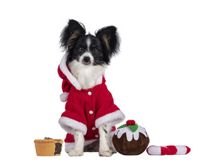 Excellent white black and tan Epagneul Nain Papillon dog puppy, sitting up facing front wearing red santa jacket inbetween Christmas sweet toys. Looking towards camera. isolated cutout on transparentd