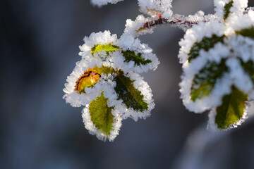 Winter background. Frost on a green leaf