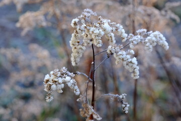 Frost on a dried plant branches. Winter background