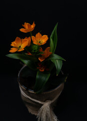 Orange Lily natural pot plant in black