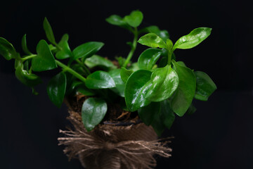 natural plant in pot on black background