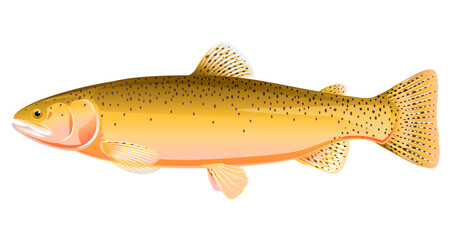 Realistic cutthroat trout fish isolated illustration, one freshwater fish on side view