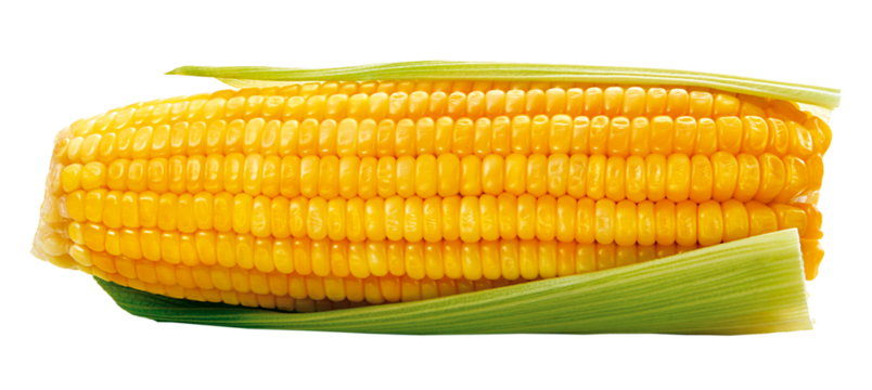 Espiga de milho descascada - milho verde com folha