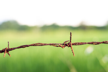 Photo of rusty wire in the rice fields.