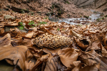 Spruce cone lying on beech leaves.