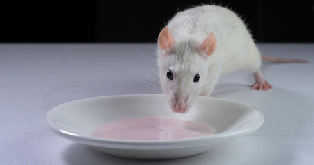 Domestic white rat eating the yogurt