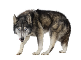 Handsome American Wolfdog, standing side ways, head down and looking straight to camera. Licking mouth with tongue. Isolated cutout on a transparent background.