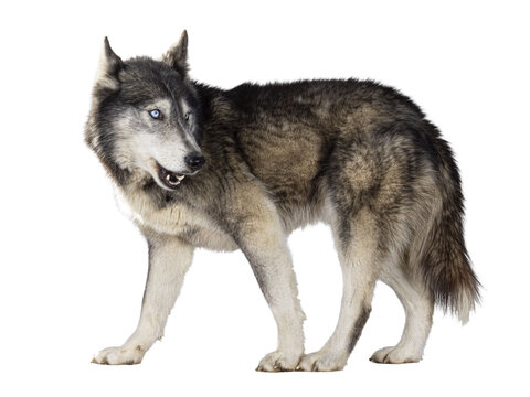 Handsome American Wolfdog, standing side ways, head turned backwards and looking away from camera. Isolated cutout on a transparent background.