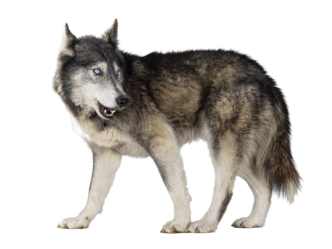 Handsome American Wolfdog, standing side ways, head turned backwards and looking away from camera. Isolated cutout on a transparent background.