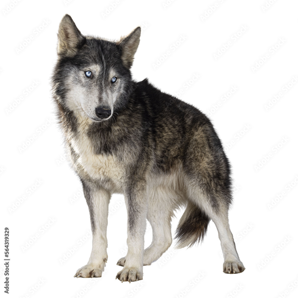 Poster handsome american wolfdog, standing facing front, head turned backwards and looking away from camera