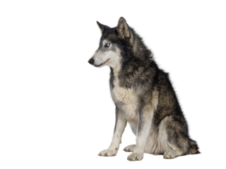 Handsome American Wolfdog, sitting up side ways, looking to the side and away from camera. Isolated cutout on a transparent background.