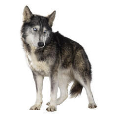 Handsome American Wolfdog, standing facing front, head turned backwards and looking away from...