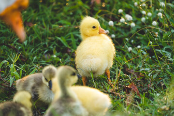gosling goose or duck family in spring, small baby bird animal in wild nature, group of young cute yellow fluffy feather water bird using beak on green grass, mother using wing for a chick