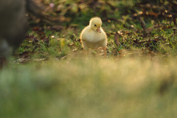 gosling goose or duck family in spring, small baby bird animal in wild nature, group of young cute yellow fluffy feather water bird using beak on green grass, mother using wing for a chick