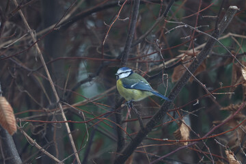 Sleeping tit sits on a tree
