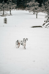 junger Dalmatiner Hund in verschneiter Landschaft im Winter