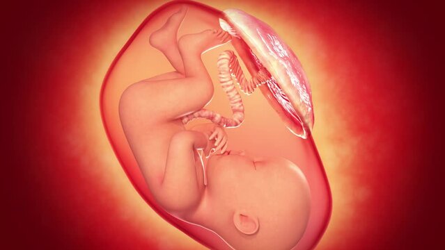 Baby Foetus in late stage of development in the womb with the placenta