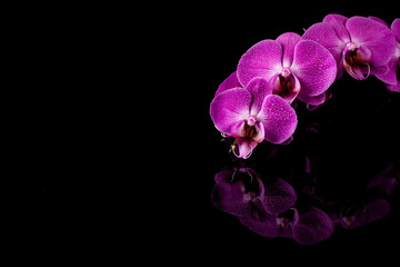 Naklejka premium orchid pink flower with water drops