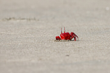 Red crab on the beach. this photo was taken from Cox's Bazar, Bangladesh.
