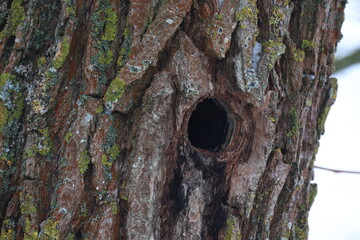 Fototapeta premium Bird hole in a tree trunk