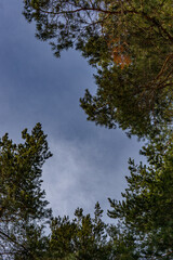trees in the sky