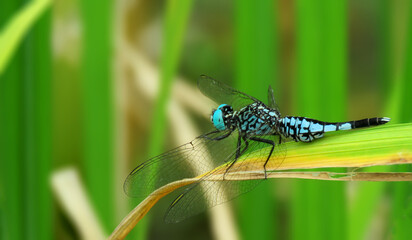 Acisoma panorpoides, Acisoma panorpoides, the Asian pintail, trumpet tail, or grizzled pintail, is a species of dragonfly in the family Libellulidae.