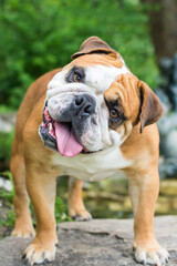 Fototapeta premium english bulldog puppy