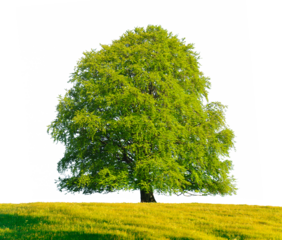 Einzelbaum mit perfekter Baumkrone steht auf Wiese