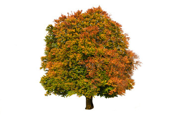 Buche als Einzelbaum oder einzelner Baum im Herbst
