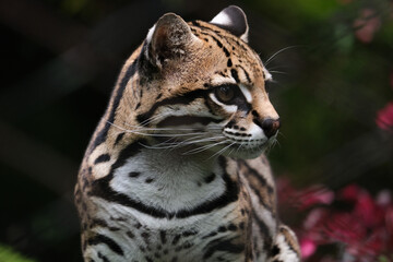 Naklejka premium Close up ocelet cat inside cage at zoo. Close up ocelet in jungle. Selective focus.