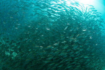 Fototapeta na wymiar A thick school of scad swims near a reef in Raja Ampat, Indonesia. This region is known for its healthy reefs and fish populations.