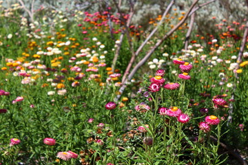 Flowers and garden in Adelaide, Australia 