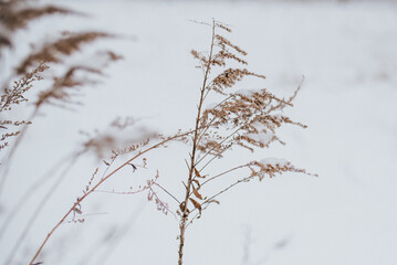 Zima, śnieg, biało, choinka, krzew, las, zimowa kraina, zimowy krajobraz, biała, pora roku, mróz, niebo, pola
