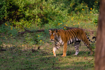 Fototapeta na wymiar tiger walking in the nagarhole tiger reserve in the southern india . This was sighted in november 2022 with a mother and two sub adult