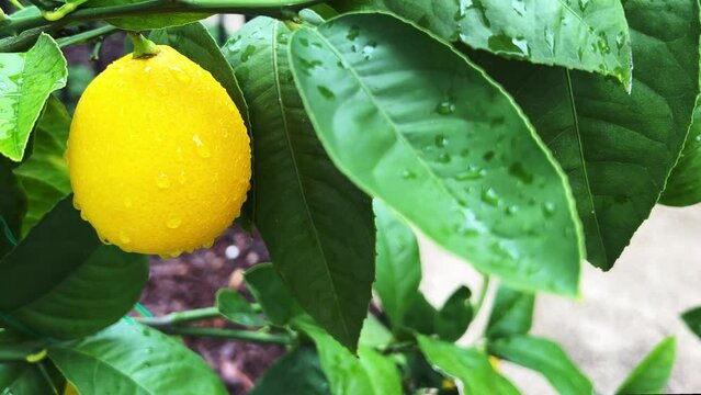 Beautiful healthy meyer lemon tree closeup with ripe lemons