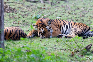 A tiger in the grass with its mating pait in the nagarhole tiger reserve in southeren india