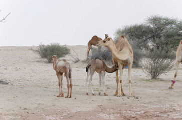 Camels grazing in the desert