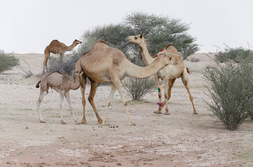 Camels grazing in the desert