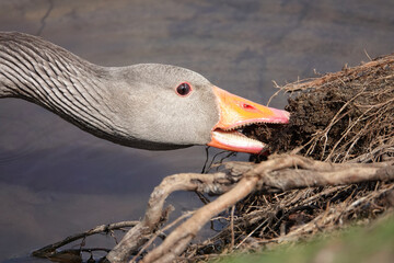 Goose head and neck showing teeth arranging nest