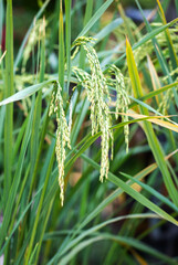 rice in field for background