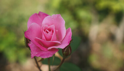 Rose flower on pink blurred background Rose flower in nature rose garden