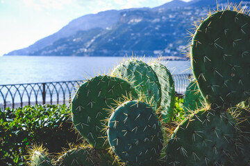 Succulent plants on the Amalfi coast, Italy