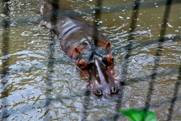 Hippopotamus swimming in the cage