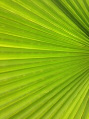Fototapeta premium palm leaf texture