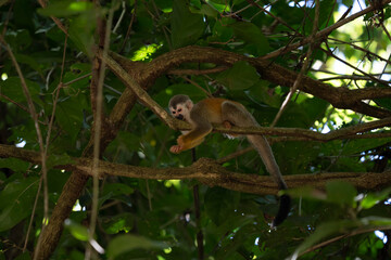 Squirrel monkey, Saimiri oerstedii, sitting on the tree trunk with green leaves, Corcovado NP,...