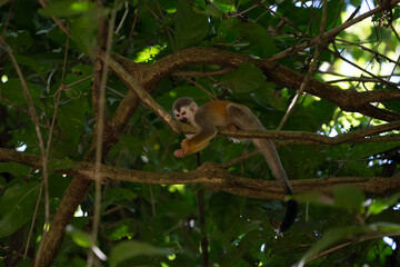 Squirrel monkey, Saimiri oerstedii, sitting on the tree trunk with green leaves, Corcovado NP, Costa Rica. Monkey in the tropic forest vegetation. Wildlife scene from nature. Beautiful cute animal.