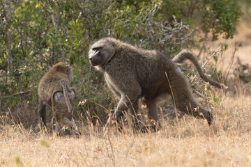 Portrait of an Anubis baboon (Papio anubis) standing in a meadow (Uganda)